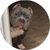 CaneCorso012